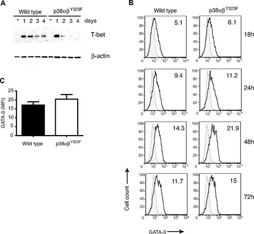 Figure 4. T-bet and GATA-3 in skewed p38αβY323F Th cells. (A) WT and p38αβY323F T cells were harvested each day during Th1 skewing, lysed, and T-bet expression detected by immunoblotting, followed by reblotting with anti–β-actin. One of 3 experiments with similar results is shown. (B) WT and p38αβY323F T cells were cultured under Th2-skewing conditions, fixed at the indicated times, and GATA-3 expression detected by intracellular staining. Gray filled histograms represent staining with secondary antibody only. The numbers in the graph indicate mean fluorescence intensity. (C) Summary of GATA-3 expression in cells differentiated under Th2-skewing conditions for 48 hours (mean ± SEM; n = 4).