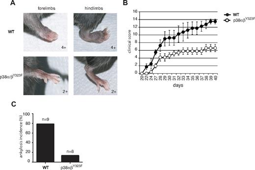 Figure 6. p38αβY323F mice are less susceptible to CIA than WT mice. WT (n = 4) and p38αβY323F (n = 5) mice were immunized with bovine type II collagen in CFA and 3 weeks later boosted with collagen in Incomplete Freund Adjuvant. (A) Representative images of limbs of WT animals that developed ankylosis, and p38αβY323F mice that developed only mild swelling. (B) The clinical scores are shown over time. These data are representative of 2 independent experiments. (C) The percentage of mice that developed ankylosis in 2 independent experiments: WT, n = 9; p38αβY323F, n = 8.