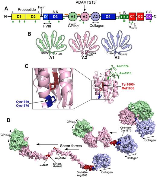 Figure 1. The substrate, VWF. (A) Domain organization of VWF. N-linked and O-linked glycosylation sites are represented by green and orange lollipops, respectively. The propeptide (yellow represents D1 and D2) is marked. S-S indicates sites of intermolecular disulphide bond pairing. Vertical arrows indicate the location of cleavage sites (furin and ADAMTS13). Ligand binding sites (FVIII, GPIbα, collagen, and αIIbβIII) are labeled below. (B) Schematic representation of the VWF A1, A2, and A3 domains. The paired cysteines in A1 and A3 are shown. The vicinal disulphide bond that forms the molecular plug in the A2 domain and the Tyr1605-Met1606 (YM) ADAMTS13 cleavage site are also represented. (C) Structure of the VWF A2 domain highlighting the N-linked glycosylation sites (green), vicinal disulphide bond (blue), and the ADAMTS13 cleavage site (red) hidden in the center of the folded domain. (D) Molecular models of the unfolding of the VWF A1-A2-A3 domains. In globular VWF, the A3 domain collagen binding site is exposed. Elevated shear forces on VWF cause uncoupling of the A domains, extraction of the Cys1669-Cys1670 vicinal disulphide plug, and unraveling of the A2 domain. This exposes the GPIbα binding site in the A1 domain, cryptic ADAMTS13 binding sites, and the cleavage site in the A2 domain (red).