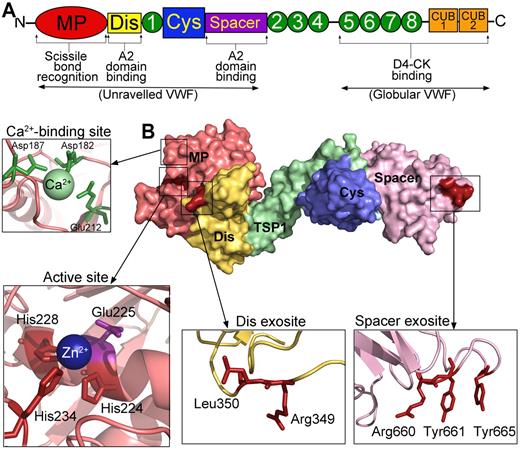 Figure 2. The protease, ADAMTS13. (A) Domain organization of ADAMTS13. From the N-terminus are the metalloprotease domain (MP; red), disintegrin-like domain (Dis; yellow), TSP repeats (1-8; green), cysteine-rich domain (Cys; blue), spacer domain (purple), and CUB domains (orange). Binding sites and function of specific domains are labeled below. (B) Structure of ADAMTS13 N-terminal domains (MDTCS) based on the crystal structure of DTCS and homology modeling of the MP domain. Surface representation is shown. Domains are colored according to panel A. (Insets) Cartoon representation of the location of the high-affinity calcium binding site and coordinating residues (green) in the MP domain, the active site containing 3 His residues (red) and catalytic Glu225 (mauve), the disintegrin-like domain exosite, and spacer domain exosite.