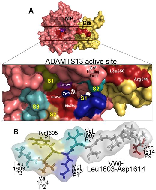 Figure 3. ADAMTS13 recognition of the VWF cleavage site. (A) Molecular model of the ADAMTS13 metalloprotease (MP; light red) and disintegrin-like (Dis; yellow) domains. (Inset) The active site cleft. Active site residues (Zn2+ ion, its 3 coordinating His residues His224, His228, and His234, as well as the catalytic Glu225 residue) and disintegrin-like domain exosite residues are labeled. The high-affinity functional Ca2+-binding loop is also marked. Regions of the metalloprotease domain that are predicted to harbor the S3, S2, S1, S1′, and S2′ subsites are labeled marked in different colors. (B) Below the active site cleft, VWF A2 domain residues Leu1603-Asp1614 are depicted as sticks and transparent spacefill. The P3, P2, P1, P1′, P2′, and P9′ residues in VWF that are important for proteolysis are labeled and colored according to their predicted complementary subsites (S) in the metalloprotease domain.