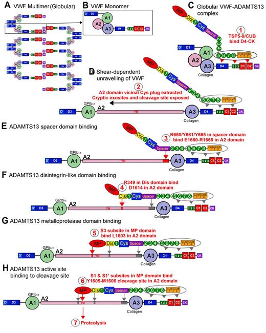Figure 4. Proteolysis of VWF by ADAMTS13. VWF circulates in plasma as a multimeric molecule (A) that adopts a quiescent globular conformation. Each multimer is composed of disulphide linked VWF monomers (B). In its globular conformation, the A3 domain collagen binding site is exposed. ADAMTS13 can bind to this globular VWF via its TSP (5-8) and CUB domains (C), step 1. This enables VWF and ADAMTS13 complexes to form and circulate in plasma. Under elevated shear forces (which can occur on secretion, collagen binding, or passage through the microvasculature), VWF can unravel to expose A1 domain binding site for GPIbα. These shear forces also remove molecular plug formed by the vicinal disulphide bond in the A2 domain, which causes A2 domain unfolding (D), step 2 (see Figure 1). This unfolding reveals cryptic exosites that enable residues in the ADAMTS13 spacer domain to bind to the unfolded A2 domain (E), step 3 (see Figures 1D, 2B). Thereafter, a critical low-affinity interaction between D1614 and the Dis domain helps approximate and position the cleavage site (F), step 4 (see Figure 3). This enables further interactions between the MP domain to occur, including an essential interaction via an S3 subsite with L1603 in VWF (G), step 5 (see Figure 3). Together, these interactions allow the MP to engage via S1 and S1′ subsites with the cleavage site (YM; H), step 6, after which proteolysis can occur, step 7.