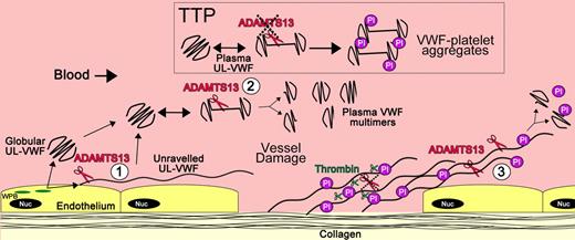 Figure 5. Location of VWF cleavage by ADAMTS13. Cartoon depicting the sites of VWF proteolysis by ADAMTS13. (UL)VWF is synthesized by the endothelium and stored within Weibel-Palade bodies (WPB; green). VWF multimers of various sizes, including UL-VWF, can be secreted directly into the circulation. (1) Alternatively, a proportion of UL-VWF may attach to the endothelial surface during exocytosis and unravel in response to shear forces. Under such circumstances, the VWF A2 domain unfolds to enable ADAMTS13 (red scissors) to cleave VWF and release the VWF string. Whether directly secreted or proteolytically released, VWF can adopt a globular fold in the plasma circulation. However, during passage through the microvasculature, globular UL-VWF in free circulation will probably unravel (at least partially/transiently). (2) Such unraveling permits the processing of the largest, most hemostatically active forms of VWF, resulting in their conversion to smaller plasma VWF multimers. Mutations in VWF that precipitate type 2A von Willebrand disease are particularly influenced by such proteolysis. This group of mutations enhances the propensity of VWF to unfold in free circulation, leading to excessive proteolysis and loss of hemostatically functional VWF. Conversely, ADAMTS13 deficiency results in the loss of such plasma processing. Under these circumstances, platelets (Pl) can become bound to transiently unraveled VWF, leading to the accumulation of VWF-platelet aggregates that occlude the microvasculature, as seen in patients presenting with TTP. At sites of vessel damage, endothelial damage results in exposure of subendothelial collagen. Plasma VWF binds to this, unravels, and, in turn, recruits platelets. The presence of collagen and thrombin induces rapid platelet activation, which consolidates the platelet plug. Thrombin further stabilizes this through the deposition of fibrin and the proteolytic inactivation of ADAMTS13. (3) Downstream of the site of injury (ie, in the absence of collagen and thrombin), VWF-platelet strings may still be proteolysed by ADAMTS13, which in turn limits/regulates platelet plug formation. Low or reduced ADAMTS13 levels may impair this process and consequently influence the pathophysiology of arterial thrombosis.