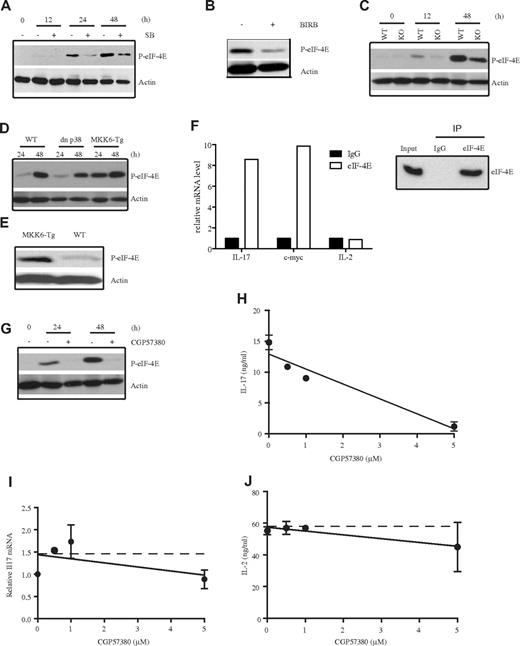 Figure 3. p38 MAPK regulates IL-17 via eIF-4E. (A) CD4 T cells from WT B6 mice were activated under Th17 conditions in the absence (−) or presence (+) of SB203580 (SB) for the indicated periods of time and phosphorylation of eIF-4E at Ser209 (P-eIF-4E) was examined by Western blot analysis. Actin is shown as a loading control throughout. (B) B6 CD4 T cells were activated as in panel A in the presence or absence of BIRB796 (BIRB) for 48 hours, and phosphorylation of eIF-4E at Ser209 was examined by Western blot analysis. (C) CD4 T cells from WT B6 and MKK3−/−MKK6+/− (KO) mice were activated as in panel A and phosphorylation of eIF-4E was examined by Western blot analysis. (D-E) Phosphorylation of eIF-4E in CD4 T cells from WT B10.BR and MKK6-Tg mice before activation (E) or 24 and 48 hours on activation (D) as described in panel A was examined by Western blot analysis. A longer exposure was used for detection of P-eIF-4E in panel E. (F) Relative levels of Il17, c-myc, and Il2 mRNA present in the immunoprecipitates obtained with an anti-eIF-4E Ab or a control IgG using whole-cell lysates from CD4 T cells activated under Th17 conditions for 3 days. Analyses were performed by quantitative real-time PCR and mRNA values for each gene are relative to the levels detected in the control IgG immunoprecipitates. The presence of eIF-4E in the input lysate and the immunoprecipitates was determined by Western blot analysis (right panel). (G) CD4 T cells from WT B6 mice were activated under Th17 conditions in the absence (−) or the presence (+) of the MNK inhibitor CGP57380 (CGP) for the indicated periods of time. Phospho-eIF-4E was examined by Western blot analysis. (H) CD4 T cells from WT B6 mice were differentiated into Th17 cells in the presence of the indicated amounts of CGP57380, and the levels of IL-17 in the culture supernatants after 72 hours were quantified by ELISA. (I) Relative Il17 mRNA levels in CD4 T cells activated as in panel H were assessed after 48 hours by quantitative real-time PCR using β2-microglobulin as the endogenous control. (J) IL-2 production in CD4 T cells activated as in panel H was quantified by ELISA. The significance of differences observed in panels H through J was determined by linear regression analysis (H, P < .0001; I, P = .23; J, P = .27).