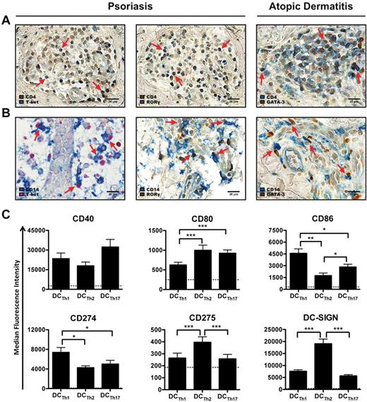 Figure 3. TH subsets instruct monocytes to form specialized DC subsets. (A-B) Representative skin lesions from psoriasis and atopic dermatitis patients were stained with Abs against T-bet (left column), RORγ (middle column) or GATA-3 (right column) and (A) CD4 or (B) CD14. Images are shown at 400× magnification. Red arrows indicate examples of (A) double positive cells or (B) monocyte/TH cell interactions. Scale bar equals 20 μm. (C) CD14+ monocytes were cultured with IL-2 and allogeneic TH1 cells (DCTh1), TH2 cells (DCTh2) or TH17 cells (DCTh17). After 6 days, DCTh subsets were analyzed for surface expression of DC-associated molecules. MFIs are shown after excluding TH cells. Dashed lines indicate the average MFIs of isotype control Abs used for staining from all culture conditions. Data are from 5 independent experiments and > 10 donors (mean and SEM), *P < .05; **P < .01; ***P < .001.