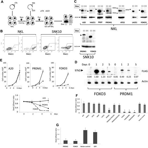 Figure 2. Re-expression of candidate genes into 6q-deleted NK cell lines. (A) Schema outlining gene transduction and induction using the Tet-Off system. The Retro-X Tet-Off Advanced inducible expression system (Clontech) was used. The Tet-controlled transactivator (tTA) was initially transduced by retroviral infection, and was followed by neomycin (G418) selection (Neo). Selected cells were cloned by limiting dilution, and the clone with the highest induction efficiency was isolated. cDNA of the gene of interest (GOI) was then inserted into pRetroX-Tight-Pur and transduced into the isolated clone. After puromycin selection (Pur), doxycycline was removed and cells were observed for 6 days. The Western blot shown is representative of the result obtained after incubation of anti-FLAG antibody with the cellular extract from the FLAG-PRDM1–transduced cell line. TRE indicates tetracycline response element. (B) Induction efficiency of the Tet-Off system was analyzed using pRetroX-Tight-Pur-GFP. pRetroX-Tight-Pur-GFP was transduced and selected as described in panel A. More than 95% of the cells showed induced GFP expression. (C) Western blot analysis. Gene expression was induced as described in panel A. A total of 1 × 106 cells was resuspended in 100 μL of 2× sample buffer (125mM Tris, pH 6.8, 4% SDS, 20% glycerol, 10% 2-mercaptoethanol, and 0.02% bromophenol blue) and 10 μL was subjected to PAGE. After transfer of the separated proteins onto the membrane, the membrane was incubated with anti-FLAG antibody for FOXO3, PRDM1, ATG5, HACE1, LACE1, and PREP, and with anti-A20 antibody for A20 (top panel). Anti-actin antibody was then incubated with the membrane after stripping to measure cellular extract quantity (bottom panel). The molecular size marker 97 kDa is indicated by an arrowhead. (D) Time-course changes with FOXO3 and PRDM1 re-expression. Cell samples at days 0, 1, 2, and 5 were analyzed as described in panel C. Each band was converted to a numerical value using ImageJ software, and the ratio to actin was calculated and is shown below each band. (E) Effect of re-expressed PRDM1 or FOXO3 on NKL. A total of 1 × 105 cells was resuspended in medium with or without doxycycline (day 0). On day 2, cells were diluted by up to 10-fold and new medium was added because the cells had reached confluence. The horizontal axis indicates the time elapsed after doxycycline removal. The vertical axis indicates the average and standard deviation of the cell number ratio (Dox−/Dox+). Cell numbers were determined using the trypan blue dye-exclusion assay. Experiments were performed in triplicate. Cell proliferation was strictly suppressed on day 6 when FOXO3 and PRDM1 were re-expressed, unlike A20. (F) Each candidate gene, PRDM1 mutant (PRDM1174STOP and PRDM1203STOP), and FOXO3 mutant (FOXO3P8R and FOXO3I646F) was induced as described in panel D. Medium change and dilution were performed on day 2 and cell counts were determined on day 6. The vertical axis indicates the ratio of cell number with and without doxycycline. Experiments were performed in triplicate and standard deviations and average scores are described. Candidate genes, except in the case of FOXO3 and PRDM1, had no effect on cell proliferation, although these genes were induced and protein expression was confirmed. *Significantly lower than vector control (P < .05). (G) Effect of re-expressed PRDM1 or FOXO3 on SNK10. A total of 1 × 105 cells was resuspended in medium with or without doxycycline (day 0) and analyzed as described in panel D. On day 2, cells were diluted 5-fold. Cell proliferation was suppressed on day 6 when FOXO3 and PRDM1 were re-expressed, whereas the control genes (vector control and GFP) had no effect. *Significantly lower than vector control (P < .05).