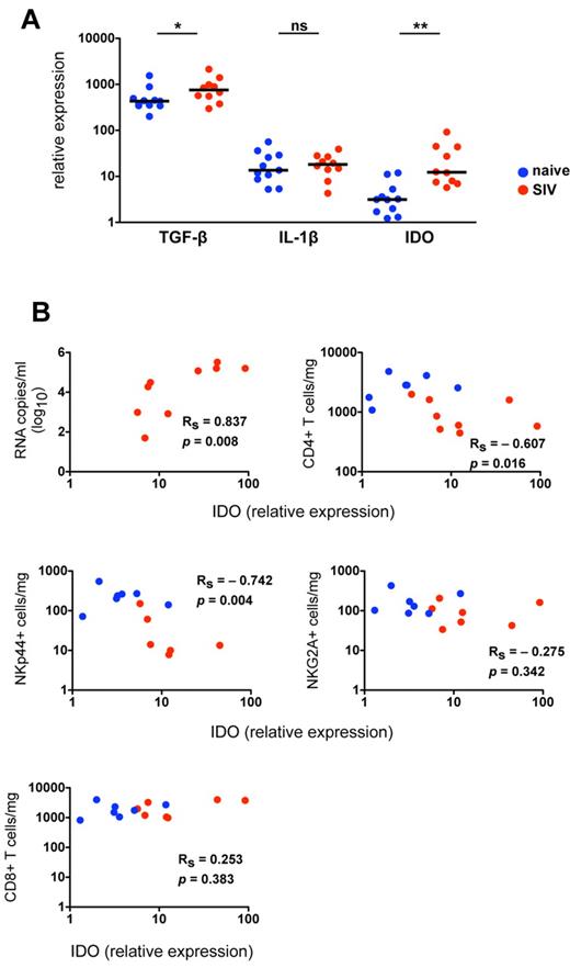 Figure 5. IDO1 is up-regulated in the gut mucosa of SIV-infected macaques and is associated with a loss of NKp44+ NK cells. (A) Quantitative RT-PCR analysis of cytokine transcripts was performed on rectal biopsies collected from naive and SIV-infected macaques. Mann-Whitney U tests were used for naïve versus SIV comparisons (*P < .05, **P < .01, ***P < .001). (B) Relative expression of IDO1 in rectosigmoid biopsies was correlated with plasma viral loads (top left) and absolute numbers of NKp44+ and NKG2A+ NK and CD4+ and CD8+ T cells quantified in biopsy specimens of the same animals as shown in Figure 4B. P values < .05 are considered significant.