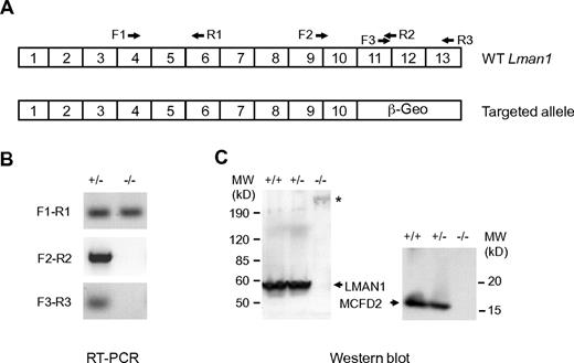 Figure 1. Characterization of mice carrying the Lman1 targeted allele. (A) Schematics of the cDNA structures of the WT murine Lman1 allele and the targeted allele with the gene-trap vector insertion. Locations of RT-PCR primers are indicated. (B) RT-PCR of total liver RNA isolated from Lman1+/− and Lman1−/− mice using 3 pairs of primers: F1-R1 indicates upstream of exons 10 and 11 junction; F2-R2, cross the exons 10 and 11 junction; and F3-R3, downstream of exons 10 and 11 junction. (C) Western blot analysis of liver lysates from WT (+/+), heterozygous (+/−), and LMAN1-deficient (−/−) mice using antibodies against LMAN1 and MCFD2. *Fusion protein of LMAN1 and β-GEO. MW indicates molecular weight.