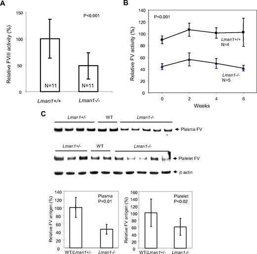 Figure 2. FV and FVIII levels in Lman1 WT (+/+), heterozygote (+/−), and homozygous (−/−) mice. (A) Comparison of FVIII activities between WT and Lman1−/− mice. FVIII activity was determined at ∼ 6 months of age by a 2-stage chromogenic assay. (B) Variation in FV activity for individual mice over a 6-week period. Blood was collected from each individual mouse at 2-week intervals, beginning at ∼ 6 months of age. FV activity was determined by a one-stage clotting assay. The group averages of each time points were plotted, with the 6-week average of FV levels in WT mice designated as 100%. (C) Relative FV antigen (%) in plasma (equal volume) and in platelets (equal number) as determined by Western blot analysis. The β-actin level in platelets serves as a loading control. The relative levels in different individual mice at ∼ 6 months of age were quantified and normalized against β-actin. Vertical bars in all panels represent SD.