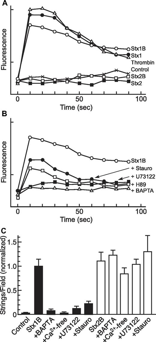 Figure 2. Inhibitors of Stx-induced Ca2+ responses and VWF secretion. (A-B) Changes in intracellular Ca2+ concentration were measured in 96-well plates with a BD calcium assay kit. Fluorescence signals were recorded for 6 wells per condition at 10-second intervals, and the means are plotted; SE values are < 2% of the means. Each experiment repeated at least 3 times with similar results. (A) HUVECs were treated without (Control) or with 1 U/mL thrombin, 5nM Stx1, 5nM Stx1B, 5nM Stx2, or 5nM Stx2B. (B) HUVECs were stimulated with 5nM Stx1B after pretreatment as indicated with 50nM staurosporine (Stauro), 5μM U73122, 5μM H89, or 100μM BAPTA-AM. (C) HUVECs were stimulated without (Control) or with 5nM Stx1B (closed bars) or 5nM Stx2B (open bars) after pretreatment with 100μM BAPTA-AM, Ca2+-free medium, 5μM U73122, or 19-31 amide. All comparisons between treatment with Stx1B alone and Stx1B with any inhibitor are statistically significant (P < .01); no comparisons between any Stx2B condition are statistically significant (P > .05). Each experiment repeated at least 3 times with similar results.