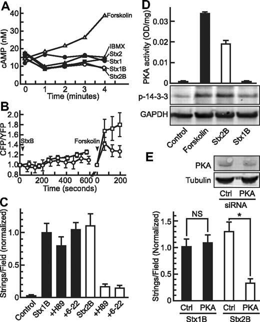 Figure 5. PKA activation and Stx2B-induced VWF secretion. (A) HUVECs in buffer containing 0.75mM IBMX were treated for the indicated times without (IBMX, ▴) or with 20μM forskolin (▵), 5nM Stx1 (●), 5nM Stx1B (○), 5nM Stx2 (■), or 5nM Stx2B (□), and intracellular cAMP concentration was measured using a CatchPoint cAMP fluorescent assay kit. (B) HUVECs expressing CFP-Epac-YFP were examined by fluorescence microscopy, CFP and YFP fluorescence emission was monitored, and 5nM Stx1B (○) or Stx2B (□) was added at 50 seconds. As a positive control, forskolin (20μM) was added, and cells were monitored another 200 seconds. The CFP/YFP fluorescence intensity ratio reflects the intracellular cAMP level. (C) HUVECs in parallel plate perfusion chambers were pretreated without or with the PKA inhibitors 5μM H89 or 1mM 6-22 amide, followed by 5nM Stx1B or Stx2B. Control cells were perfused with buffer only. VWF strings were counted and values normalized to the Stx1B condition. H89 and 6-22 amide inhibited the secretion of VWF induced by Stx2B (P < .0001) but not by Stx1B. (D) HUVECs were treated 5 minutes without (Control) or with 20μM forskolin, 5nM Stx1B, or 5nM Stx2B. Cell lysates were assayed for PKA activity with a synthetic peptide substrate (top) or analyzed by SDS-PAGE and Western blotting for phosphorylated 14-3-3ζ or GAPDH (bottom). (E) HUVECs were transfected with control siRNA (Ctrl) or PKA siRNA. After 72 hours, cell lysates (top) were analyzed by SDS-PAGE and Western blotting for PKA or tubulin. Parallel cultures treated similarly (bottom) were perfused with 5nM Stx1B or Stx2B. VWF strings were counted and normalized to the Stx1B control condition. *P < .0005, NS indicates P = .25 by Student t test.