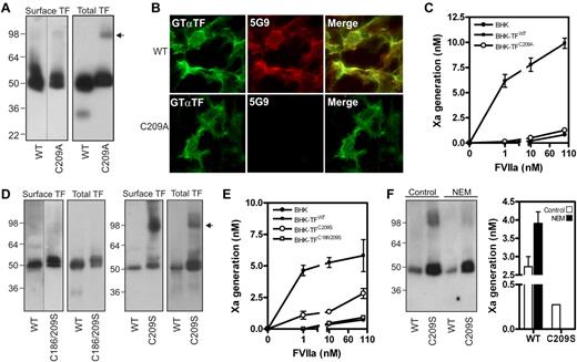 Figure 1. Absence of the TF allosteric disulfide results in abolished coagulant function. (A) BHK cells were stably transfected to express TFWT or TFCys209Ala. TF cell surface exposure was determined by labeling with 1mM NHS-biotin in HBS, and subsequently precipitation of biotinylated TF. To obtain total TF protein, immunoprecipitation with the TF mAb 9C3 was performed with n-octyl β-D-glucopyranoside (OG) cell lysates. Western Blotting was performed using Goat anti-TF antibody. The arrow indicates TF dimers. (B) Reactivity of a polyclonal goat anti-TF and 5G9 (both 10 μg/mL) with BHK cell surface levels of TFWT or TFCys209Ala. (C) TF procoagulant activity on nontransfected BHK cells, BHK-TFWT and BHK-TFCys209Ala was measured kinetically after addition of the indicated concentrations of VIIa and 100nM FX. (D) BHK cells expressing TFWT, TFCys209Ser and TFCys186/209Ser. Cell surface expression was determined after NHS-biotin labeling and total TF expression was determined in total lysate. Note the absence of a dimer fraction in case of the TFCys186/209Ser mutant. The arrow indicates TF dimers. (E) TF procoagulant activity on nontransfected BHK cells, BHK-TFWT, BHK-TFCys209Ser and BHK-TFCys186/209Ser was determined as described before. (F) BHK-TFWT and BHK-TFCys209Ser were incubated with 10mM N-ethylmaleimide for 1 hour. Presence of dimer factions was determined on Western blot and procoagulant activity was performed as described before, using 1nM VIIa.