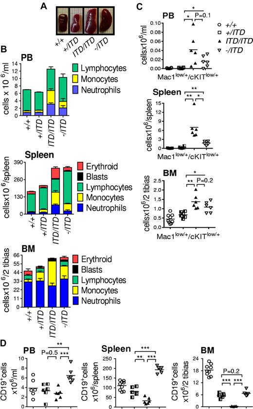 Figure 1. Enhanced expansion of myelomonocytic cells in Flt3-ITD hemizygous mice. (A) Typical splenomegaly in Flt3ITD/ITD (ITD/ITD) and Flt3−/ITD (−/ITD) but not Flt3+/ITD (+/ITD) mice. (B) Mean total cellularity of the PB, spleen, and BM for 9 to 18 mice of each genotype. Differential counts were performed on Giemsa-stained smears (PB) and slides after cytospin centrifugation (spleen and BM), on 3 to 5 mice of each genotype, all at 8 to 9 weeks of age. Differential results are displayed as mean ± SD as a proportion of mean total cellularity. (C-D) FACS was used to quantify Mac1low/+c-Kitlow/+ myelomonocytic immature cells (C) and CD19+ B cells (D) in PB, spleen, and BM from age-matched littermates of mutant and WT (+/+) animals (mean ± SD; 6-9 male mice at 8-9 weeks of age per genotype) in at least 2 independent experiments. *P < .05. **P < .01. ***P < .001.