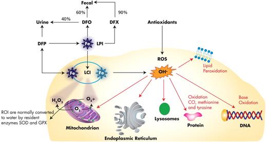 Figure 2. Amelioration of free iron species (LPI and LCI) by iron chelators and antioxidants. Labile plasma iron (LPI) is penetrating through the cell membrane with a consequent accumulation of labile cell iron (LCI). Both LPI and LCI react with reactive oxygen intermediate (ROI) producing noxious reactive oxygen species (ROS), for example, OH' radicals, which are highly reactive and oxidize DNA, proteins and lipid components of the cell. Deferiprone (DFP) chelates LCI alone or in combination with LPI by Deferiozamine (DFO). Deferasirox (DFX) mainly removes LPI.