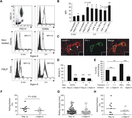 Figure 2. Siglec-9–positive leukocytes bind to vessels using VAP-1. (A) Expression of Siglec-9 on granulocytes used for ex vivo binding assays. Fluorescence-activated cell sorter histograms of CD66b and Siglec-9 expression are shown with and without incubation in FMLP-containing medium. Histograms with the negative control antibody are black. (B) Combined results of the induction experiments (mean ± SEM, n = 4) with FMLP, LPS, and TNF-α (values indicated/mL). (C) Expression of human VAP-1 (hVAP-1) is detected with biotinylated Jg.2-10 (red, left panel). Expression of PV-1–positive vessels in mesenteric lymph node vasculature of KOTG is detected by Meca-32 antibody (green g middle panel). The arrows indicate high endothelial venules. The merge of the panels is on the right. Insets: Stainings with a negative control antibody. Scale bar represents 50 μm. The images were taken with Olympus BX60 microscope using 40×/0.75 Ph2 objective and Olympus DP71 camera. The software was Cell D 2.6. (D) Ex vivo frozen section binding assays were used to analyze granulocyte binding to vessels in mesenteric lymph nodes obtained from VAP-1 KO and VAP-1 KOTG mice. The function of Siglec-9 was blocked by incubating the cells with anti–Siglec-9 antibody before the assay. (E) Granulocyte binding to inflamed synovial vessels. The granulocytes were pretreated with TNF-α and with anti–Siglec-9 and control antibodies as indicated. (D-E) The results are shown as percentage of control binding (number of KOTG vessel-bound or synovial vessel-bound granulocytes incubated with a nonblocking control mAb is defined as 100%; mean ± SEM). (F-H) Intravital analyses. Human granulocytes were fluorescently labeled with TAMRA and pretreated either with control antibody or anti–Siglec-9 mAb. Subsequently, the cells were injected into VAP-1 KOTG mice, and their interaction with the inflamed vessel wall was analyzed using intravital microscopy. (F) The graph indicates the percentage of rolling cells, calculated from the total number of cells appearing during the observation period. (G) The plots show the velocity of rolling cells. Each dot represents the mean rolling velocity of a single cell. (H) The graph represents the percentage of the cells that arrest on the venular wall for ≥ 30 seconds, calculated from the total number of rolling cells. In all 3 graphs, the horizontal lines indicate mean values. The number of mice/venules/PMN bolus injections were 3, 6, and 10 for control mAb and 3, 8, and 11 for anti–Siglec-9 mAb (F-H). *P < .05. **P < .01. ***P < .001. SSC-H indicates side scatter; FSC-H, forward scatter; and MFI, mean fluorescence intensity after subtracting the MFI obtained from the stainings with the negative control antibody.