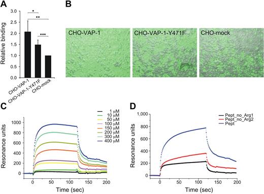 Figure 3. Interaction between Siglec-9 and VAP-1 involves both enzyme activity-dependent and independent mechanisms. (A) Binding of CFSE-labeled CHO-Siglec-9 transfectants to CHO cells expressing wild-type VAP-1 (CHO-VAP-1), or the enzymatically inactive VAP-1 (CHO-VAP-1Y471F) and to mock-transfected controls (CHO-mock). Binding is expressed as relative binding (mean ± SD, n = 5). *P < .05. **P < .01. ***P < .001. (B) Fluorescence microscopy images of the binding are shown as indicated. The images were taken with Zeiss Axiovert 200M microscope using LD A-plan 20×/0.30 Ph1 Var1 objective and Hamamatsu 1394 ORCA-B2 camera. The software was AxioVision Version 4.5. (C) Surface plasmon resonance analyses of the cyclic wild-type Siglec-9–like peptide at different concentrations (0-400 μM). (D) An example of surface plasmon resonance analyses with the wild-type and the mutated Siglec-9–like peptides. Three experiments were performed with comparable results. Arg 1 indicates Arg 284; Arg 2, Arg 290; and Pept, wild-type peptide.