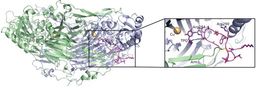 Figure 4. Interaction of VAP-1 with the cyclic peptide CARLSLSWRGLTLCPSK (residues 283-297) of Siglec-9. The 3-dimensional structure of VAP-1 (green represents monomer A; and blue, monomer B) with the peptide (pink) derived from Siglec-9 docked into the active site of the monomer B. The close-up view shows that the docked peptide fits well into the active site of VAP-1. Arg284 and Arg290 in the docked peptide are labeled, and Arg284 is covalently bound to topaquinone (TPQ; purple), which is in the active conformation. The figure was created with PYMOL Molecular Graphics System (DeLano Scientific).