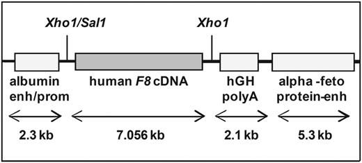 Figure 1. Structure of the linearized human F8 cDNA construct. The human F8 cDNA was expressed under the control of the mouse albumin promoter and enhancer and the mouse α-fetoprotein enhancer. A 2.1-kb fragment of the human growth hormone gene (hGH) was cloned downstream of the human F8 cDNA to ensure correct polyadenylation of the human F8 mRNA.