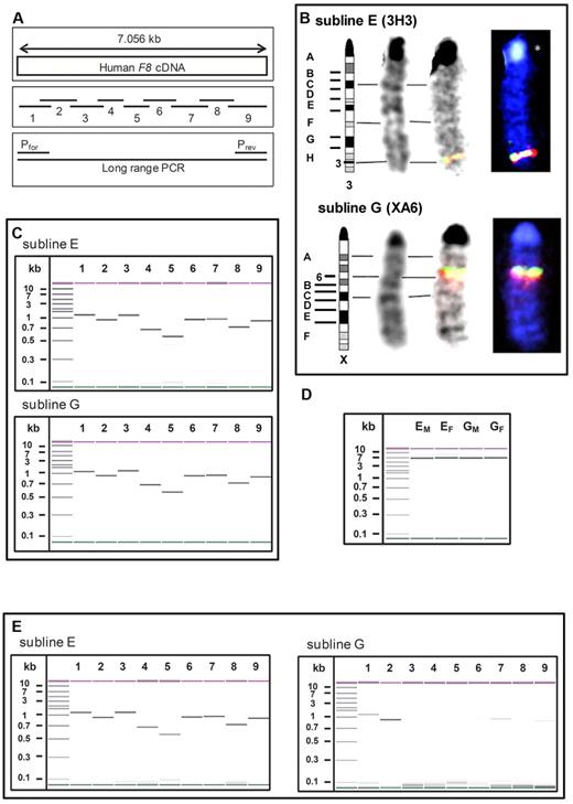 Figure 3. Differences in integration sites and transcription of human F8 cDNA between sublines E and G. (A) Schematic pictures of 9 overlapping primer pairs spanning the whole human F8 cDNA and of a primer pair designed for long-range PCR. (B) Identification of the integration sites of human F8 cDNA by FISH analysis: chromosomes for FISH analysis were prepared from spleen cells activated with concanavalin A. F8-specific probes were prepared using the 9 overlapping primer pairs shown in panel A and labeled with 2 different fluorochromes: dioxigenin-dUTP and biotin-dUTP. The hybridization signals of the F8-specific probes and the corresponding chromosome mapping for samples obtained from mice of sublines E and G are demonstrated. (C) Detection and sizing of all PCR products obtained from genomic DNA of sublines E and G with the 9 overlapping primer pairs shown in panel A using an Agilent 2100 Bioanalyzer. The molecular size is indicated in the first lane in kilobases. (D) Confirmation of the integration of the full-length human F8 cDNA into the genome of mice of sublines E and G (EM is a male mouse from subline E; EF is a female mouse from subline E; GM is a male mouse from subline G; and GF is a female mouse from subline G) by long-range PCR on genomic DNA using an Agilent 2100 Bioanalyzer. The molecular size is indicated in the first lane in kilobases. (E) Detection and sizing of all PCR products obtained from RNA after reverse transcription into cDNA using an Agilent 2100 Bioanalyzer. The molecular size is indicated in the first lane in kilobases. RNA was prepared from liver samples obtained from mice of sublines E and G.