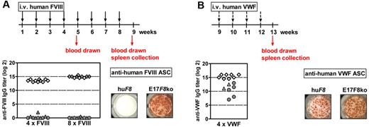 Figure 4. Lack of antibody development against human FVIII in mice of subline E is caused by specific immune tolerance. Mice were treated with 8 weekly IV doses of human FVIII (A), followed by 4 weekly IV doses of human VWF (B). Blood for antibody analysis was drawn 1 week after the fourth (4xFVIII, A) and the eighth (8xFVIII, A) dose of FVIII, as well as 1 week after the fourth dose of VWF (4xVWF, B). Spleens for the analysis of ASCs were collected from 3 mice 1 week after the eighth dose of FVIII (A) and from the remaining mice 1 week after the fourth dose of VWF (B). Titers of anti–human FVIII IgG antibodies (A) and anti–human VWF IgG antibodies (B) were detected by ELISA. Antibody titers are shown for individual mice as follows: human F8 transgenic mice, male (▴) and female (●); conventional E17 F8-knockout mice: male (♢). Anti–human FVIII ASCs (A) and anti–human VWF ASCs (B) in the spleens of human F8 transgenic mice (huF8) and conventional E17 F8-knockout mice (E17F8ko) were analyzed by ELISPOT. Results obtained from a representative animal are shown. Each spot represents 1 ASC.