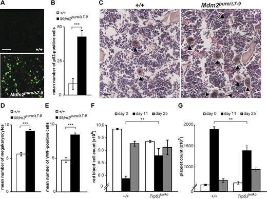 Figure 4. Effects of Mdm2 gene dosage and 5-fluorouracil on p53 levels and hematologic phenotypes. Example (A) and quantitation (B) of p53 immunostaining in BM sections from animals with reduced Mdm2 activity (Mdm2puro/Δ7-9) compared with control (+/+) animals. For panel B, n = 5 mice per group, mean number of p53-positive cells per hpf ± SEM is shown, 6 hpf per animal. Example (C) and quantitation (D) of megakaryocyte abundance in BM sections from Mdm2puro/Δ7-9 and +/+ animals. For panel D, n = 3 animals per genotype, mean number of megakaryocytes per hpf ± SEM is shown, 10 hpf per animal. (E) Quantitation of VWF-positive cells in BM sections from nonmutant (+/+) and Mdm2 mutant (Mdm2puro/Δ7-9) animals (n = 4 animals per genotype, mean number of VWF-positive cells with large nuclei per hpf is shown ± SEM, 10 hpf per animal). (F-G) RBC and platelet counts (per μL) after administration of 5-fluorouracil to control (+/+, n = 6) and p53-deficient (Trp53ko/ko, n = 4) animals. Values before 5-fluorouracil treatment (white bars), 11 days after treatment (black bars), and 25 days after treatment (gray bars) are shown ± SEM. P values are based on a 2-tailed t test (B,D,E) or multiple regression where sex and genotype are factors (F-G), **P < .01, ***P < .001; NS indicates not significant. Scale bars: 75μM (A); 50μM (C).