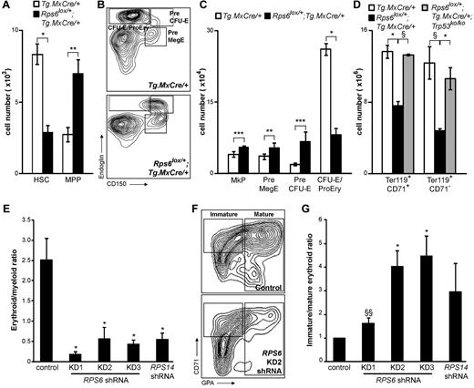 Figure 5. Effects of BM-specific Rps6 hemizygosity on selected hematopoietic lineage subpopulations. (A) Number of HSC and MPP cells from Rps6 mutant and nonmutant BM. (B) Flow cytometric profiles of the erythroid lineage from Tg.MxCre/+ and Rps6lox/+;Tg.MxCre/+ animals. Immature erythroid precursors (Pre CFU-E) express greater levels of CD150 than mature erythroid precursors (CFU-E/ProEry); mutant animals exhibit a specific block in this step of erythroid maturation. (C) Number of megakaryocytic (MkP) and erythroid (PreMegE, Pre CFU-E, CFU-E/ProEry) cells from Rps6 mutant and nonmutant BM. (D) Number of mature erythroid cells based on expression of Ter119 and CD71 from Tg.MxCre/+, Rps6lox/+;Tg.MxCre/+, and Rps6lox/+;Tg.MxCre/+;Trp53ko/ko animals. Ter119+CD71+ cells are the sum of the Ter119+CD71high and Ter119+CD71int populations (supplemental Figure 4). For panels A, C, and D, open bars represent mean number observed per 1 million BM cells analyzed from nonmutant animals (± SEM, n = 3), black bars represent the corresponding numbers from Rps6lox/+;Tg.MxCre/+ animals (± SEM, n = 3) after dividing by a factor of 2.13 to account for the reduced number of total BM cells in mutant animals, and gray bars (D) represent the mean number of cells from Rps6lox/+;Tg.MxCre/+;Trp53ko/ko animals (± SEM, n = 2) after dividing by 1.18 (Table 2). (E-G) shRNA constructs targeting RPS6 (KD1, KD2, and KD3) or RPS14 decrease the ratio of mature erythroid (GPA+) to myeloid (CD11b+) cells (E) and also decrease the ratio of mature erythroid to immature erythroid (CD71+GPA−) cells (F-G). Each bar in panels E and G represents mean ± SEM, n = 3. P values are based on a 2-tailed t test, *P < .05, **P < .01, ***P < .001, §P = 0.07, and §§P = 0.08.