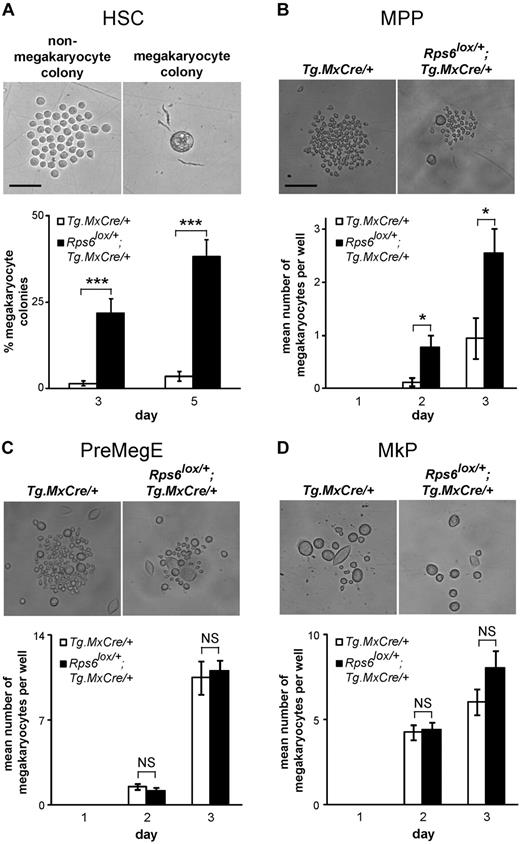 Figure 6. In vitro phenotypes of sorted hematopoietic populations from Rps6 mutant animals. (A) Photomicrographs (top) of a representative nonmegakaryocyte (left) and megakaryocyte (right) colony derived from a single HSC after 5 days in liquid culture. The percentage of wells that differentiate into megakaryocyte colonies at days 3 and 5 is shown for Tg.MxCre/+ and Rps6lox/+;Tg.MxCre/+ animals (bottom, n = 5 animals per genotype, at least 24 wells were evaluated per animal). (B-D) Photomicrographs (top) and the mean number of megakaryocytes (bottom) derived from 10 MPP (B), PreMegE (C), and MkP (D) cells sorted into a single well. Colonies were evaluated on days 1, 2, and 3. (n = 24 wells per animal with 2 animals of each genotype examined). P values are based on a 2-tailed t test, *P < .05, ***P < .001; NS indicates not significant. Scale bars: 50μM (A), 150μM (B-D).