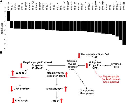 Figure 7. Ribosomal protein gene dysregulation in human MDS and summary of a mouse model. (A) Fold-change of mRNA for 8 patients with low-risk, non-5q− MDS compared with 11 healthy, age-matched control patients; each bar represents a different array probe for ribosomal protein genes that are differentially expressed. As described in the text, of 74 ribosomal protein genes represented on the array, 21 genes exhibited reduced mRNA levels and 1 gene exhibited increased mRNA levels (represented by a total of 34 probes). The figure shows all ribosomal protein gene probes that exhibit significant (< 0.01% false-discovery rate) differences; genes with multiple probes are indicated with an asterisk (*). (B) Diagram of the hematopoietic lineage and differences observed in BM-specific Rps6 mutant mice. Red arrows summarize alterations in Rps6 mutant animals on the basis of Figure 5A, C, and D, including a reduction in the size of the HSC population, a concomitant increase in the size of most downstream progenitor populations, and a block in erythroid maturation.