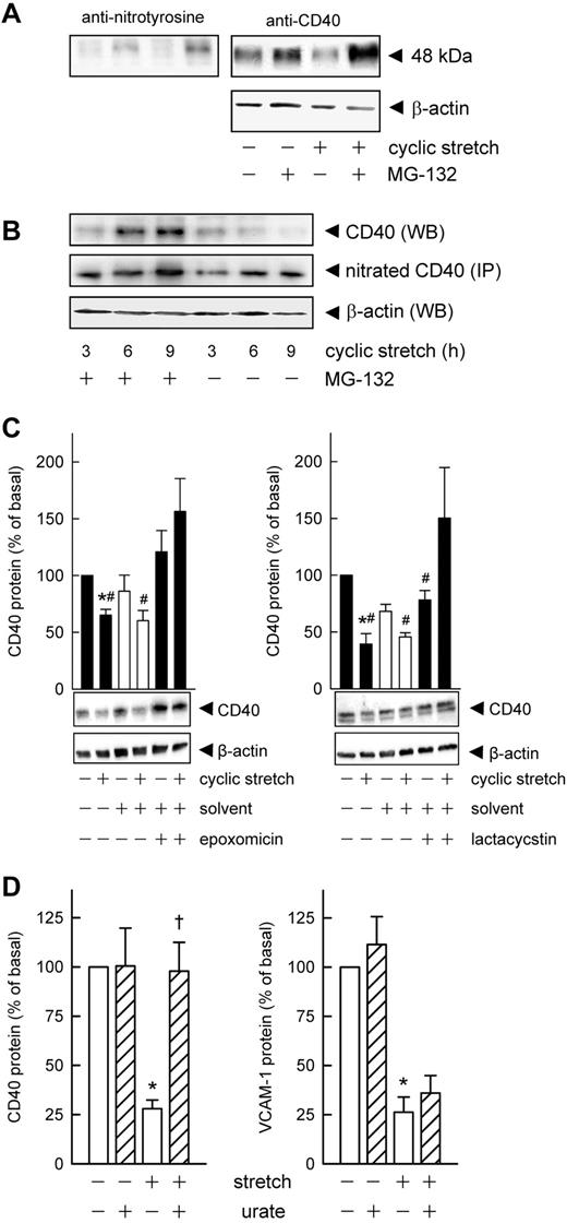 Figure 2. Time-dependent tyrosine nitration causes CD40 degradation via the proteasome. (A) Colocalization experiment demonstrating the increase in 3-nitrotyrosine content of CD40 protein in endothelial cells treated with MG-132 (10μM, 30-minute preincubation) and exposed to cyclic stretch for 9 hours. Typical Western blot analysis, qualitatively identical results were obtained with at least 4 other batches of cells. (B) Time-dependent changes in the 3-nitrotyrosine content of immunoprecipitated (IP) CD40 protein compared with total CD40 protein (WB) in endothelial cells exposed to cyclic stretch with or without prior MG-132 treatment. Representative Western blot analysis, qualitatively identical results were obtained with at least 2 other batches of cells. (C) Lactacystin (50μM) and epoxomicin (10μM) reverse the stretch-induced decrease (16 hours, 15% elongation, 0.5 Hz) in CD40 protein content (n = 5; *P < .05 vs static control; #P < .05 vs cyclic stretch plus inhibitor). (D) Statistical summary (n = 6-11) of the effect of urate (10μM) on CD40 and VCAM-1 protein abundance in cells subjected to 16 hours of cyclic stretch (*P < .05 vs static control, †P < .05 vs cyclic stretch).