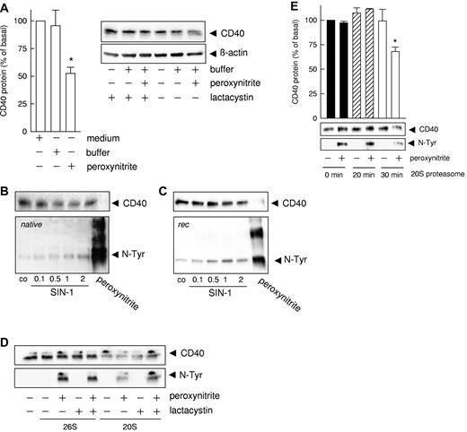 Figure 3. CD40 nitration enhances susceptibility to degradation by the 20S proteasome. (A) Effect of authentic peroxynitrite (160μM, 1 hour) and the proteasomal inhibitor lactacystin on the CD40 protein content of endothelial cells cultured under static conditions (n = 5; *P < .05 vs medium control), and representative Western blot analysis. Detection of CD40 tyrosine nitration (N-Tyr) with (B) immunoprecipitated native CD40 protein and (C) a recombinant CD40/Fc chimeric protein consisting of the extracellular domain of human CD40 and the Fc region of human IgG1. Nitration was achieved with the indicated concentrations of SIN-1 (peroxynitrite donor) and authentic peroxynitrite (1-hour exposure at 37°C). Representative Western blot analyses of at least 6 independent experiments. (D) Proteasome-dependent degradation of nitrated CD40 (N-Tyr) in a cell-free system. Native immunoprecipitated CD40 protein was incubated for 2 hours with 0.1 mg/mL recombinant 20S or 26S proteasome in the absence or presence of lactacycstin (50μM). Exemplary Western blot analysis, 2 repeat experiments produced the same result. (E) Time course of the degradation of nitrated CD40 protein (N-Tyr) by the 20S proteasome. Recombinant CD40/Fc chimeric protein was incubated with the recombinant 20S proteasome (0.1 mg/mL) for the indicated periods (n = 3; *P < .05 vs unmodified CD40).