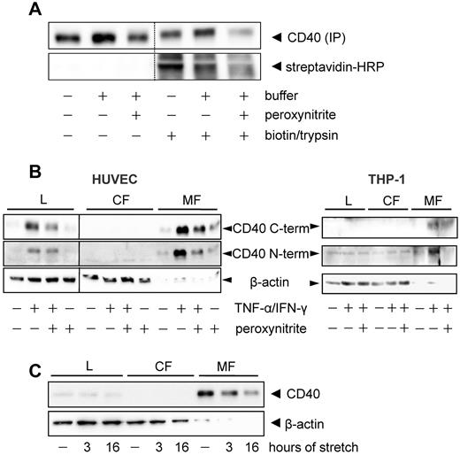 Figure 4. Peroxynitrite and cyclic stretch-mediated membrane depletion and internalization of CD40. (A) After biotinylation of surface proteins for 45 minutes, the cultured endothelial cells were exposed to peroxynitrite (160-200μM) for 1 hour. Thereafter, internalized biotinylated proteins and cells were separated by mild trypsinization and the labeled CD40 collected by immunoprecipitation. Relative amount of label was determined by Western blot analysis with streptavidin-HRP as detection agent. Shown is a representative blot of at least 5 independent experiments. (B) Peroxynitrite treatment (160μM, 1 hour) reduces the abundance of CD40 in the microsomal fraction of cytokine-stimulated (1000 U/mL IFN-γ + 100 U/mL TNF-α, 16 hours) human umbilical vein endothelial cells (HUVEC, left panel) and THP-1 cells (right panel), respectively. Detection was achieved with Abs recognizing the C or N terminus of human CD40 as indicated. L indicates whole-cell lysate; CF, cytosolic fraction; and MF, microsomal fraction. The Western blots are representative of at least 5 individual experiments. A vertical line has been inserted into the left blot to indicate that the whole-cell lysate samples of this experiment were run on a separate gel. Please note that the microsomal fraction naturally contains much less β-actin which nonetheless was rather evenly distributed among these samples. (C) Cyclic stretch (3 or 16 hours, 15% elongation, 0.5 Hz) time-dependently decreases CD40 abundance in the microsomal fraction of the cultured endothelial cells. The exemplary Western blot is representative of 4 independent experiments.