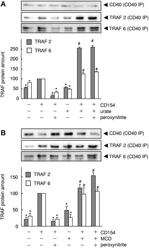 Figure 7. Tyrosine nitration of CD40 affects CD154-mediated TRAF protein recruitment. (A) Urate (10μM, 30-minute preincubation) and (B) methyl-β-cyclodextrine (MCD; 5μM, 30-minute preincubation) reverse the peroxynitrite (160μM, 15 minutes) mediated dissociation of TRAF2 and TRAF6 from CD40 in CD154-stimulated endothelial cells under static conditions (20-minute incubation). Statistical summary (n = 3; *P < .05 vs CD154; #P < .05 vs CD154 + peroxynitrite) and exemplary Western blot analyses of TRAF2 and TRAF6 coimmunoprecipitating with CD40.