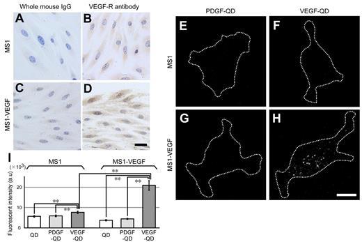 Figure 3. VEGFR distribution in MS1 and MS1-VEGF cells and the affinity of angiogenesis factor-conjugated QDs to these cell lines. (A-D) Immunostaining of MS1 and MS1-VEGF cells with an anti-VEGFR antibody. Scale bar represents 50 μm. (E-H) Typical images of cells treated with fluorescent particles. MS1 and MS1-VEGF cells were treated with unconjugated QDs, PDGF-QDs, or VEGF-QDs. Representative images are shown of cells treated with PDGF-QDs and VEGF-QDs. Data from cells treated with unconjugated QDs are not shown. White dots represent fluorescent QDs; and white dotted lines, the outline of the cell. Scale bar represents 10 μm. (I) QD fluorescence intensity per cell. The fluorescence intensity of QD signals from the cells was analyzed as gray values. In each condition, n = 30. **P < .01. Error bars represent SEM.