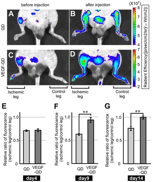 Figure 4. In vivo fluorescence imaging of the ischemic model mice using the IVIS Spectrum system. (A-D) Images using IVIS Spectrum. Unconjugated QDs and VEGF-QDs were injected intracardially into the model mice. Mice were illuminated with light with a wavelength of 625-655 nm. Excited fluorescence was filtered with a 690- to 710-nm wavelength band-pass filter. (E-G) The relative ratios of fluorescence between ischemic and control legs in mice at 4 days (E), 9 days (F), and 14 days (G) after operation. The fluorescence intensity of the ischemic leg divided by that of the control leg was calculated (ischemic leg fluorescence/control leg fluorescence). n = 5. Error bars represent SEM. **P < .05.