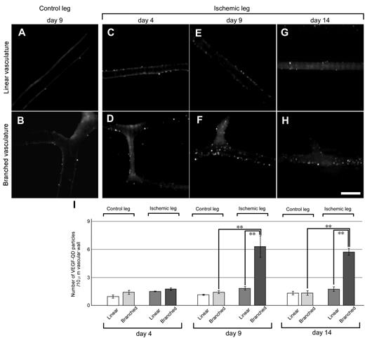 Figure 6. In vivo imaging of unconjugated and VEGF-QDs during angiogenesis in ischemic legs. (A-H) Typical images of vasculature in control and ischemic legs. These images were generated by overlaying 100 frames (200 ms/frame), each consisting of a 192-pixel square image, using Adobe after effect CS4 9.0.3 software. In model mice injected with VEGF-QDs, we observed “linear vasculature” (A,C,E,G) and “branched vasculature” (B,D,F,H) in control and ischemic mouse legs at 4, 9, and 14 days after operation. The data from unconjugated QDs are not shown (supplemental Figure 2). White dots represent QD fluorescence. Scale bar represents 10 μm. (I) The number of VEGF-QDs in different types of vasculature. The number of fluorescent particles per 10 μm of the vascular wall is quantified. n = 4. **P < .05. Error bars represent SEM.