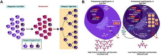 Figure 7. Proposed model of high-risk multiple myeloma development in reference to 1q21/PSMD4 copy number. (A) At time of first presentation, low-risk multiple myeloma has cells with variable 1q21/PSMD4 copy number (2, 3, or 4), whereby higher copy numbers are associated with Bz resistance. (B) A major mechanism of Bz's action could be to upset the protein load to protein capacity (PL:PC) balance in the myeloma cells. This imbalance leads to unfolded protein response (UPR)–induced apoptosis. The 4-copy 1q21/PSMD4 myeloma cells have an expanded proteasome and global increase in miRNAs, which causes increased protein capacity and decreased protein production. At relapse, the 4-copy myeloma cells are able to evade the UPR.