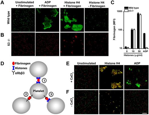 Figure 2. Histones recruit fibrinogen and cause platelet aggregation through mechanisms dependent and independent of αIIbβ3 integrins. Fluorescence imaging of wild-type (A) or β3-integrin–deficient (B) platelets stimulated in the presence or absence of fibrinogen with ADP (50μM) or recombinant histone H4 (10 μg/mL). Histone H4 or ADP induce large platelet aggregates of wild-type but not β3-integrin–deficient platelets. Recombinant histone H4 but not ADP induces microaggregation of β3-integrin–deficient platelets. This microaggregation depended on the presence of fibrinogen. (C) Histones induce β3-integrin–independent fibrinogen binding to platelets. Washed platelets stimulated with the indicated concentrations of histones or ADP (50μM) were incubated with fluorescent fibrinogen and analyzed by flow cytometry. (D) Hypothesized interactions of fibrinogen with αIIbβ3 and histones in HiPA. Fibrinogen can bind to αIIbβ3 and histones on platelets. Fluorescence imaging of wild-type (green) or β3-integrin–deficient (red) platelets mixed with fibrinogen in response to ADP or histones in the presence (E) or absence (F) of CaCl2. Recombinant histone H4 but not ADP induced the formation of large platelet aggregates consisting of wild-type and β3-deficient platelets. This process depended on exogenous CaCl2. Scale bar = 100 μm. Data presented are representative of ≥ 3 independent experiments.