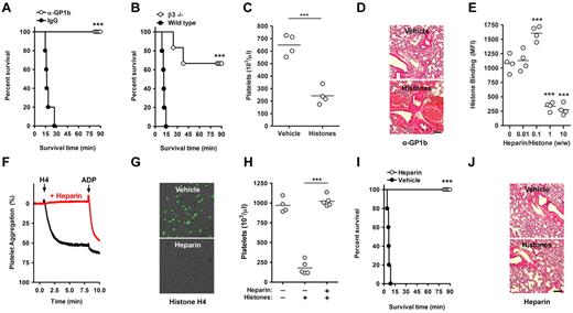 Figure 4. Heparin prevents histone-induced thrombocytopenia, tissue damage, and mortality. Platelets contribute to histone-induced mortality. (A) Platelet depletion protects from histone-induced death. Infusion of platelet-depleting antibodies (anti-GP1b) but not control IgG protected mice from a lethal dose of histones (60 mg/kg). (B) β3-Integrin deficiency partially protects from histone-induced death. Survival time of wild-type and β3-integrin–deficient mice infused with histones (60 mg/kg). (C) β3-Integrin deficiency does not protect from histone-induced thrombocytopenia (25 mg/kg). Platelet counts of β3−/− mice 10 minutes after infusion with vehicle or histones. (D) Platelet depletion does not protect from histone-induced tissue damage. H&E stainings of lungs from platelet-depleted mice (anti-Gp1b) 90 minutes after the infusion of vehicle or histones. Hemorrhage indicates histone-induced damage of the vascular endothelium. Scale bars = 250 μm. (E) At high concentrations, heparin prevents the interaction of histones with platelets. Flow cytometric analysis of histone binding to platelets in the presence of indicated concentrations of heparin (***compared with 0). (F) Heparin prevents HiPA. Aggregometry of platelets mixed with plasma in the presence (red) or absence (black) of heparin and in response to recombinant histone H4 or ADP. (G) Heparin neutralizes histone-induced cytotoxicity. Overlays of SytoxGreen fluorescence and phase-contrast images. A murine endothelial cell line was incubated in the presence or absence of heparin (100 μg/mL) with recombinant histone H4 (20 μg/mL). Cell death was detected by staining with the cell-impermeable DNA dye SytoxGreen. The presence of heparin prevented cytotoxicity. (H) Heparin prevents histone-induced thrombocytopenia. Platelet counts of untreated mice, mice infused with histones (50 mg/kg), and mice treated with heparin (50 mg/kg) before histone infusion. (I) Heparin prevents histone-induced lethality. Survival of mice treated with 50 mg/kg heparin or vehicle before infusion of 75 mg/kg histones. (J) Heparin prevents histone-induced hemorrhage in lungs. H&E stainings of lungs from mice treated with heparin after the infusion of vehicle or histones. Data are representative of ≥ 3 independent experiments. *P < .05, **P < .01, and ***P < .001.