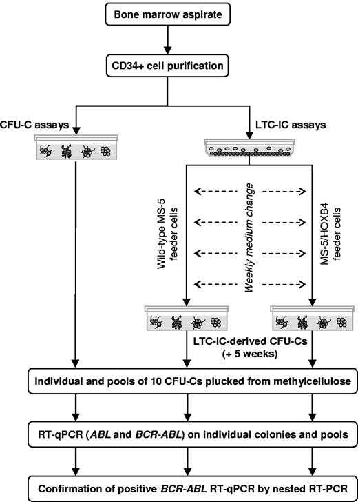 Figure 1. Analysis of BCR-ABL–expressing cells in progenitor and stem cell compartments, design of the study.