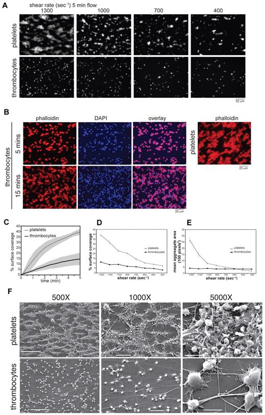 Figure 2. Avian thrombocytes adhere to collagen but fail to form 3-dimensional aggregates under flow. PPACK-anticoagulated human or chicken whole blood was perfused through a tapered-wall parallel plate flow chamber for 5 minutes over a collagen-coated glass slide. (A) Representative fluorescent images captured at areas corresponding to shear rates of 1300, 1100, 700, and 400 seconds−1 after 5 minutes perfusion of whole blood labeled with AP-2 mAb. (B) Representative images of thrombocyte or platelet adhesion to collagen after whole blood flow for 5 or 15 minutes at 1300 seconds−1. Slides were fixed, permeabilized, and stained with Alex-Fluor 594–conjugated phalloidin to detect actin filaments. Nuclear staining of thrombocytes with DAPI is also shown. (C) Time traces of percent surface coverage of collagen surface by platelets or thrombocytes. Shown is mean ± SD (gray zone); n = 7-10 experiments for each condition. Percent collagen surface area coverage (D) and mean aggregate area (E) of human platelets and chicken thrombocytes after perfusion of whole blood for 5 minutes was determined by analysis of fluorescent images. Shown are the mean ± SEM, n = 7-10 experiments for each condition. (F) Scanning electron microscopy is shown after perfusion of human and chicken blood over collagen at a shear rate of approximately 1300 seconds−1. Scale bars indicate 50 μm (500×), 20 μm (1000×), and 5 μm (5000×). Shown are representative images from 3 and 5 human and chicken flow experiments, respectively.