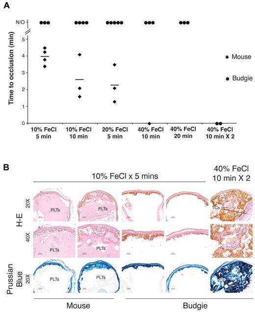 Figure 4. Arterial vessel wall injury results in thrombotic occlusion in mice but not in birds. The carotid arteries of anesthetized mice and Australian budgerigars were exposed to filter pads soaked in the indicated concentrations of FeCl3 for 5-20 minutes. (A) Time to occlusion after removal of the FeCl3 pad was determined by measuring arterial blood flow using a Doppler flow probe. N/O indicates no occlusion, defined as normal blood flow after 20 minutes afterFeCl3 pad removal, the termination point of the experiment. Zero minutes indicates occlusion before the time of Doppler probe measurement. Diamonds and circles represent individual mouse and budgerigar carotids, respectively. Horizontal bars indicate the mean time to occlusion for mouse carotid vessels at a given concentration and time of FeCl3 administration. Budgerigar carotid occlusion was observed only after repeated administration of the highest concentration of FeCl3 (40% FeCl3 for 10 minutes × 2). (B) Histologic examination of thrombus formation in FeCl3-injured mouse and budgerigar carotid arteries. Transverse sections of injured carotid arteries were stained with H&E or Prussian blue (to detect FeCl3). The occlusive mass of eosin-staining anuclear cells that occlude the mouse arterial lumen is composed of platelets (PLTs). Budgerigar thrombocytes (TCs) are elongated nucleated cells that do not stain strongly for Prussian blue. Occlusive thrombi failed to form in injured budgerigar carotids in the absence of FeCl3 penetration into the vessel lumen. Scale bar = 50 μm. n = 1-5 experiments for each condition, as indicated by the number of diamonds and circles in panel A.