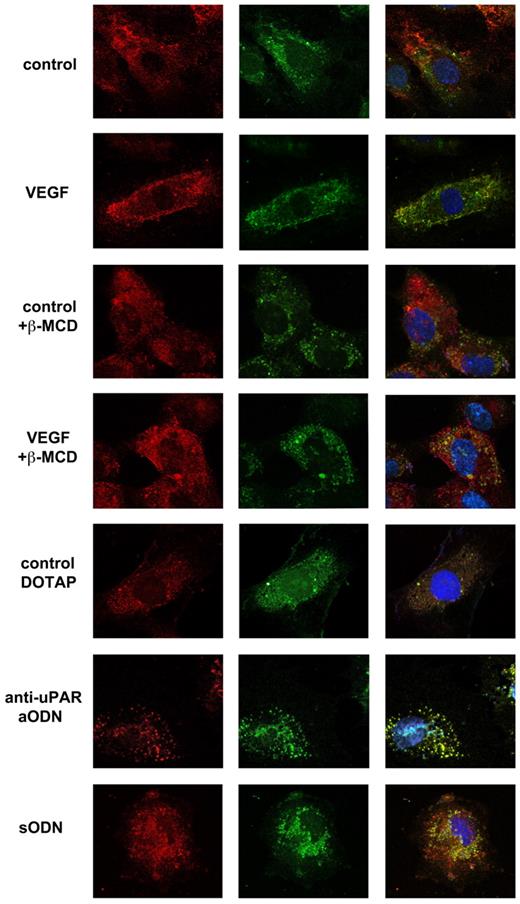 Figure 2. Colocalization uPAR/caveolin-1 and caveolar rafts analysis by immunofluorescence. Immunostaining of uPAR and caveolin-1 in ECFCs in different experimental conditions. Panels on the left represent uPAR staining (red represents Cy3) using anti-uPAR R3 antibody, which identifies full-length uPAR; central panels correspond to caveolin-1 staining (green represents FITC), using anti-caveolin-1 antibody and right panels show the double staining of ECFCs with anti-uPAR (red) and anti–caveolin-1 (green). Nuclear staining is obtained by the use of 4,6-diamidino-2-phenylindole (blue). Cells were observed with an inverted confocal Nikon Eclipse TE2000 microscope equipped with a Nikon S Fluor 60× oil immersion lens (Nikon). Images were acquired at room temperature, using a standard 1024- by 1024-pixel image format and adjusting the zoom level to match the voxel size to the Nyquist criterion. The pinhole size was always set at 1 airy unit (airy disk), and each plane was Kalman averaged to reduce noise. In each experiment, the same instrumental settings were used for all image acquisitions. All images were Gaussian filtered to eliminate single-pixel noise before analysis (original magnification × 600).