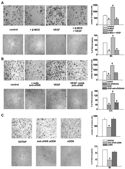 Figure 3. Role of caveolae and uPAR in in vitro ECFC-dependent angiogenesis. In vitro angiogenesis was measured by Matrigel invasion and by capillary morphogenesis of ECFCs after modification of caveolar rafts or of uPAR expression. In all the experiments, results are the mean of 3 different experiments performed in triplicate in 3 different ECFC preparations. The histograms on the right of each panel refer to the relative quantification and are expressed as mean value ± SD. *P < .05, significantly different from control. In all the histograms, Matrigel invasion is expressed as the absolute number of migrated cells, by directly counting the migrated cells on the filters, whereas capillary morphogenesis is quantified by measuring the percentage field occupancy of capillary projections, assuming the control as 100%. Six to 9 photographic fields from 3 plates were scanned for each point. (A) Effects of caveolar raft modification. Top part: Matrigel invasion of ECFCs before and after treatment with 5mM β-MCD, in control and after VEGF stimulation (50 ng/mL). Bottom part: Capillary morphogenesis at 6 hours in the same conditions (symbols as in Figure 1). (B) The experimental conditions were the same as in panel A, but cells were treated with anti-uPAR antibodies (antibody R3) instead of β-MCD. Top panels: Matrigel invasion. Bottom panels: Capillary morphogenesis under the same experimental conditions. (C) Silencing of uPAR gene using the anti-uPAR aODN. Top panels: Matrigel invasion of control (DOTAP) untreated and 4 days ODN-treated ECFCs in the presence of DOTAP. The same experimental conditions were used for capillary morphogenesis (bottom panels).