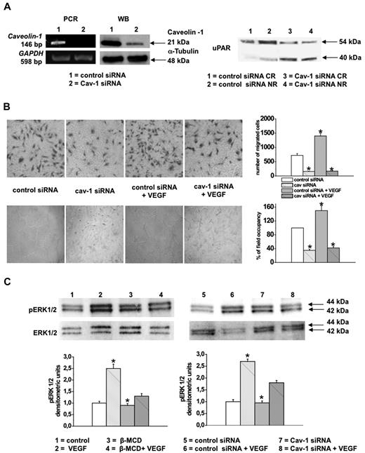 Figure 4. Caveolin-1 silencing. Effects on invasion, capillary morphogenesis and VEGF signaling. (A) Left panels: PCR and Western blotting of caveolin-1 silencing in ECFCs. Numbers on the left: size of PCR products (bp); numbers on the right: molecular weights expressed in kilodaltons. Right panel: Western blotting of uPAR distribution between caveolar raft (CR) and nonraft (NR) fractions under control conditions (scrambled-sequence siRNA) and after caveolin-1 silencing (Cav-1 siRNA). uPAR was revealed with M2 antibody. Numbers on the right: molecular weights expressed in kilodaltons. Results were similar to those Figure 1D, obtained with β-MCD. (B) Effects of caveolin-1 silencing on basal and VEGF-stimulated ECFC Matrigel invasion (top panels) and ECFC capillary morphogenesis (bottom panels). For image acquisition and quantification, refer to the legends of Figures 1 and 3. Quantification is shown by histograms on the right: values refer to 3 experiments performed in triplicate in 3 different ECFC cell lines. Data are expressed as mean value ± SD. *P < .05, significantly different from control. (C) Western blotting with anti-pERK1/2 antibodies in the experimental conditions reported in the bottom captions (control conditions, β-MCD treatment, caveolin-1 silencing, and VEGF stimulation), showing that both β-MCD treatment and caveolin-1 silencing inhibited VEGF-dependent ERK1/2 phosphorylation. ERK1/2 indicates loading control obtained with anti-total ERK1/2 antibodies. Numbers on the right: molecular weight expressed in kilodaltons. Histograms on the bottom show quantification of Western blotting experiments (as densitometric units) and refer to 3 experiments performed in triplicate in 3 different ECFC lines. Data are expressed as mean value ± SD. *P < .05, significantly different from control.