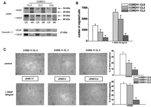 Figure 5. Relationship between uPAR levels and in vitro angiogenesis. (A) Different clones, displaying different levels and distribution of uPAR, evaluated by Western blotting analysis for uPAR and caveolin-1 expression in basal conditions (−VEGF) and after VEGF challenge (+VEGF). Numbers on the right indicate molecular weight. The pictures show the results of a typical experiment of 3 that gave similar results. (B) Matrigel invasion of different ECFC clones in control conditions and in VEGF-stimulated cells. The histograms refer to quantification, expressed as number of migrated cells, of 3 different experiments performed in triplicate with each clone. Results are shown as mean value ± SD. *P < .05, significantly different from control. (C) In vitro capillary morphogenesis of different ECFC clones displaying different uPAR levels. The numbers in the frame represent the percentage of uPAR-positive cells. Histograms on the right show quantification of capillary morphogenesis experiments (under control conditions an VEGF stimulation, respectively). Image acquisition and quantification were performed as reported in Figures 1 and 3. Results are representative of a typical experiment of 3 experiments performed in triplicate with each clone and are quantified by measuring the absolute percentage field occupancy of capillary projections. *P < .05, significantly different from control.
