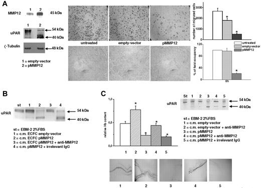 Figure 7. Effect of MMP12 transfection on in vitro and in vivo angiogenesis. ECFCs were transiently transfected with the recombinant vector pCDNA3.1 + MMP12. As control of transfection, empty vector pCDNA3.1 was used. (A) Left panel (top part): Western blotting analysis of MMP12 released in the medium from control and MMP12 transiently transfected ECFCs. Left panel (bottom part): truncation of uPAR in MMP12-transfected ECFCs. Numbers on the right show molecular weight expressed in kilodaltons. This figure shows typical results of 3 different experiments that gave similar results. The middle part of the figure shows Matrigel invasion (top panels) and capillary morphogenesis (bottom panels) of MMP12 transiently transfected ECFCs. Results are the mean of 3 different experiments performed in triplicate with 3 ECFC preparations. Histograms: Quantification of Matrigel invasion and capillary morphogenesis performed by counting migrated cells and percentage field occupancy of capillary projections, respectively. Image acquisition and quantification were performed as described in Figures 1 and 3. Results are shown as mean value ± SD. *P < .05, significantly different from control. (B) Western blotting showing MMP12-dependent uPAR cleavage. Standard uPAR (st) was incubated overnight with culture medium from control, empty vector and MMP12 transiently transfected ECFCs, in the absence or presence of anti-MMP12 antibody. st indicates standard uPAR incubated in EBM-2 medium with 2% FBS. Full-length and truncated forms of uPAR were evaluated by Western blotting analysis with the specific monoclonal antibody anti-uPAR M2. The figure shows the results of a typical experiment of 5 different experiments. (C) In vivo Matrigel sponge assay. Flanks of mice were injected with Matrigel (4 injections/animal) containing aliquots of 50 μL of reconstituted culture medium of ECFCs transfected with recombinant vector pCDNA3.1 + MMP12 or with pCDNA3.1 (empty vector), in the absence or in the presence of anti-MMP12 antibody (10 μg/mL), or of an irrelevant Ig. Top panels: Quantification of the experiment by evaluating hemoglobin (Hb) content of the sponges under the various experimental conditions (4 injections/animal; 2 animals for each condition). Graphs are shown as mean ± SD. *P < .05. Bottom panels: A representative photograph, taken with the Zeiss SR Stemi stereomicroscope, of the vascularization of individual Matrigel sponges recovered at autopsy for the corresponding condition and representative of a typical experiment. Image acquisition and quantification was performed as described in Figures 1 and 3. Inset (C top part): Western blotting of standard uPAR (st) incubated with aliquots of the solubilized plugs and then evaluated by Western blotting, using the M2 antibody (which recognizes both native and truncated uPAR forms). Only plug-extracted CM of pMMP12-ECFC cleaved uPAR. Such inhibition was counteracted by anti-MMP12 antibody but not by an irrelevant Ig, thus showing the specificity of anti-MMP12 antibodies. The figure shows a typical Western blotting pattern, of 5 experiments performed with different plugs extracts, that gave similar results.