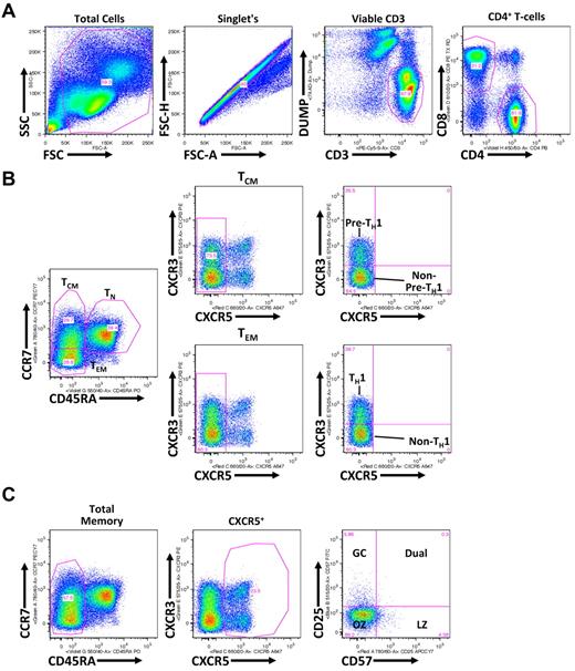 Figure 1. Flow cytometric gating strategy for discerning TH subsets. (A) Shown is a representative healthy donor PBMC analysis, whereby gated populations (from left to right) are indicated defining viable CD3+CD4+ T cells. (B) As indicated, viable CD3+CD4+ T cells, defined in panel A, are differentiated into TCM (CD45RA−CCR7+), TEM (CD45RA−CCR7−), and TN (CD45RA+) populations. TCM and TEM populations are further gated on the basis of CXCR3 expression with CXCR3+ TCM and TEM populations being associated with a pre-TH1 and TH1 population, respectively, and CXCR5+ TCM and TEM populations being associated with non–pre-TH1 and non-TH1 populations, respectively. (C) Total CD45RA− memory CD4+ T cells are gated based on CXCR5 expression. CXCR5+ cells are further divided into CD25 and CD57 subsets: germinal center (GC; CD57−CD25+), Dual (CD57+CD25+), light zone (LZ; CD57+CD25−), and outer zone (OZ; CD57−CD25−).