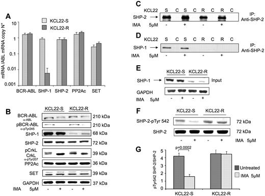 Figure 1. SHP-1 expression in KCL22 CML cell lines and its interaction with SHP-2. (A) Quantitative evaluation by RT-qPCR of BCR-ABL, SHP-1, SHP-2, PP2Ac, and SET mRNA expression in KCL22-R and -S cell lines. The experiments are performed in triplicate, and results are indicated as mean ± SD. (B) WB analysis on total protein lysates of KCL22-R and KCL22-S cell lines. Proteins are separated on 10% SDS-PAGE and immunoblotted with antibodies against ABL, pABL (pTyr245), SHP-1, SHP-2, pCrkL (pTyr207), PP2Ac, and SET proteins. GAPDH is used as protein loading control. Cell lines are treated with 5μM IMA for 24 hours, with the exception of the cell lysates analyzed for phospho-protein, for which cell lines are treated with 5μM IMA for 30 minutes. (C-E) Anti–SHP-2 immunoprecipatation in KCL22-S and KCL22-R cell lines. Cellular lysates from KCL22-S and KCL22-R cell lines, untreated or treated with 5μM IMA for 24 hours, are immunoprecipitated by Ab-SHP-2 and separated on 10% SDS-PAGE. Membranes are immunoblotted by Ab-SHP-2 as control (C) and by Ab-SHP-1 (D). Total cell lysates are analyzed for the presence of SHP-1 in the input loading by immunoblot with Ab-SHP-1 (E). GAPDH is used as protein loading control. (F-G) KCL22 cell lines are treated with 5μM IMA for 30 minutes, and protein lysates were separated on 10% SDS-PAGE. Membranes are immunoblotted first with Ab-SHP-2 pTyr542, and then with Ab-SHP-2, as protein loading control. Figure shows 1 representative experiment (F), as well as densitometry analysis of 4 independent experiments (G). Input indicates cell lysates without immunoprecipitation; IP, immunoprecipitation by anti–SHP-2; and C, immunoprecipitation by an irrelevant rabbit IgG.