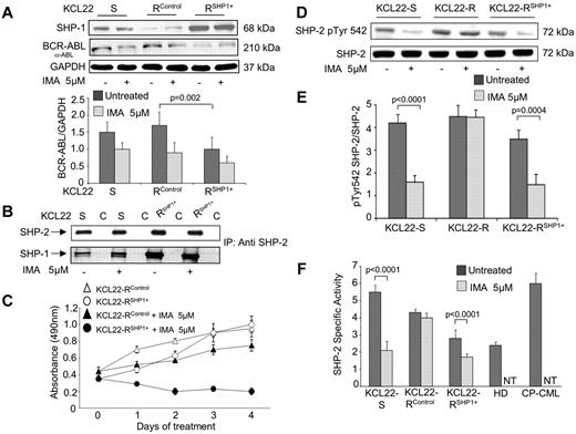 Figure 2. Induction of SHP-1 overexpression in KCL22-R cell line. (A) SHP-1 protein expression assessed by WB analysis on KCL22-S, KCL22-RControl, and KCL22-RSHP−1+ cell lines. Cell extracts are subjected to WB analysis with Ab-SHP-1 and Ab-ABL to detect the indicated proteins. Cell lines are treated with 5μM IMA for 24 hours. Lower panel shows densitometry analysis of the BCR-ABL–related signaling of 3 independent experiments. (B) Anti–SHP-2 IP of lysates from KCL22-S and KCL22-RSHP−1+ cell lines, untreated or treated with 5μM IMA for 24 hours; proteins are separated on 10% SDS-PAGE. Membranes are immunoblotted by Ab-SHP-2 as control (top) and anti–SHP-1 (bottom). IP indicates immunoprecipitation by anti–SHP-2; C, immunoprecipitation by an irrelevant rabbit IgG. (C) Proliferation analysis on KCL22-RControl and KCL22-RSHP1+ cells treated with 5μM IMA for the indicated days of in vitro culture, with respect to untreated cells. Proliferation is assessed by MTS assay in triplicate wells, for 3 independent experiments. Results are expressed as mean ± SD. (D-E) WB analysis to evaluate phosphorylation status of SHP-2 Tyr542 in KCL22-S, KCL22-R, and KCL22-RSHP−1+ cell lines. Cell lines are treated with 5μM IMA for 30 minutes, and protein lysates are separated on 10% SDS-PAGE. Membranes are immunoblotted with antibody against SHP-2 pTyr542 and SHP-2, as protein loading control. Figure shows 1 representative experiment (D), as well as densitometry analysis of 3 independent experiments (E). SHP-2 expression has been used to normalize the signal of the phosphorylated form. (F) SHP-2 activity is assessed by specific phosphatases assay in KCL22-S, -RControl, RSHP−1+ cell lines, 1 HD and 1 patient with CP-CML. Cell lines are treated with 5μM IMA for 24 hours. Results are expressed as mean ± SD of 2 independent experiments.