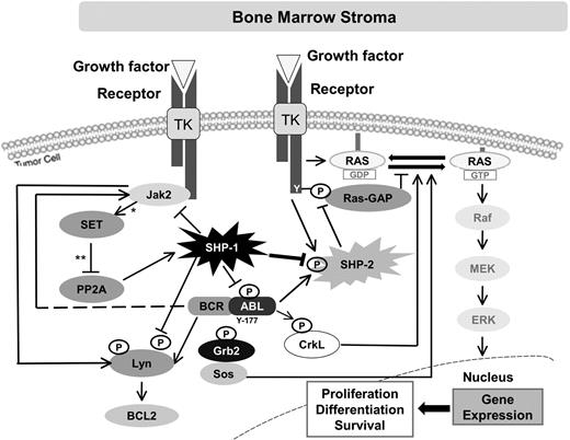 Figure 7. Schematic representation of the mechanism by which SHP-1 and SHP-2 may regulate BCR-ABL–independent IMA resistance in CML cells. BCR-ABL plays a main role in the development and progression of CML, and the interaction between BCR-ABL and other oncogenic molecules has been extensively documented in in vitro model of IMA resistance. Nonetheless, BCR-ABL–independent signaling responsible for IMA resistance in patients with CML is not completely defined. In particular, BCR-ABL regulates SET/PP2A/SHP-1 pathway through JAK2 activation, which led to an increased level of activated Lyn.27,40 Our data show that SHP-1 down-regulation is an important factor in causing BCR-ABL–independent IMA resistance. Indeed, we demonstrate that SHP-1 regulates proliferation and apoptosis of CML cells in which BCR-ABL is turned off by TKI treatments. Moreover, we suggest that, in the absence of ABL activities, SHP-1 phosphatase plays a key role in regulating the activation status of SHP-2, another phosphatase important in leading cellular signals related to growth factor receptors, as well as a well-known activator of the ERK1-2 pathway.